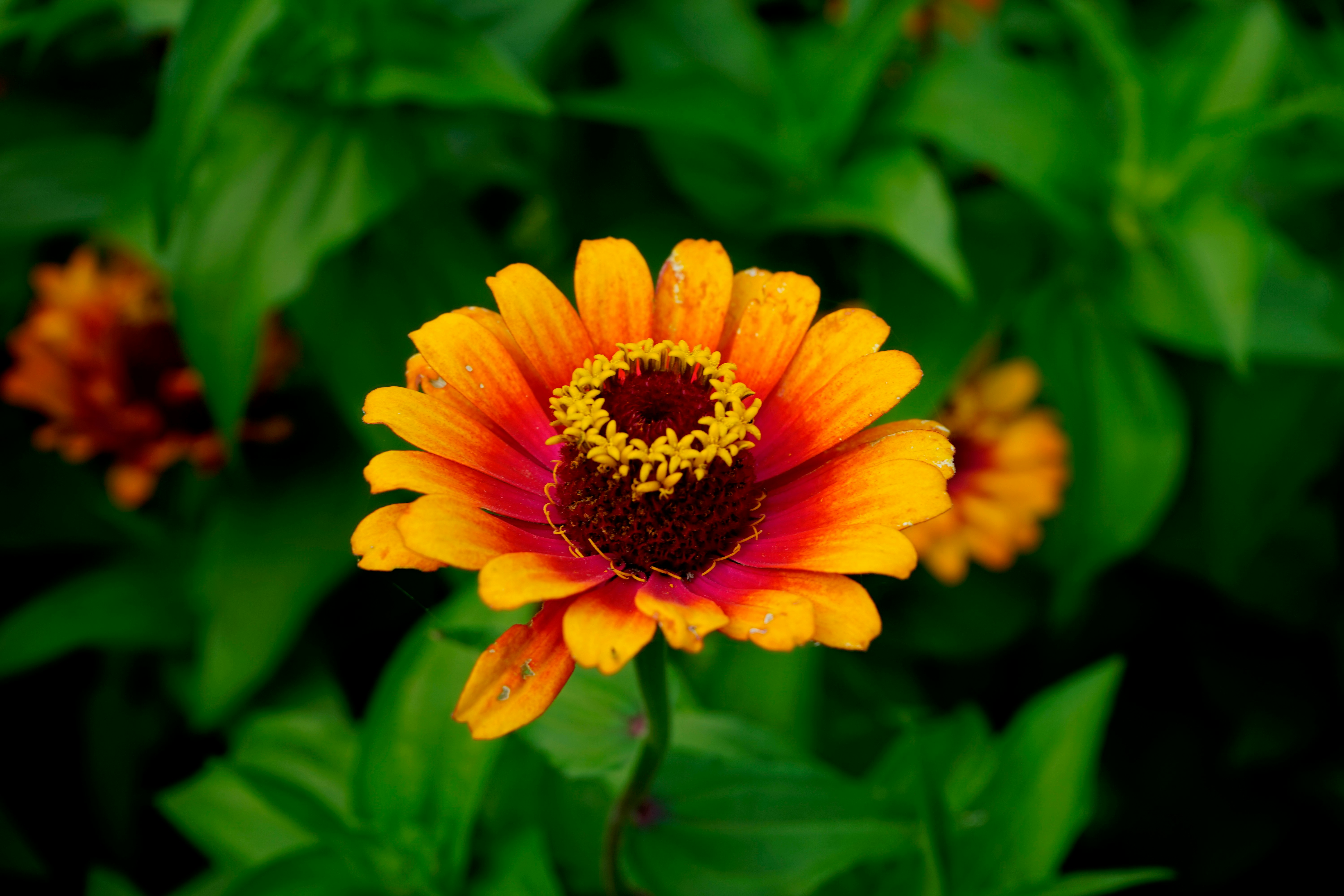 yellow flower in tilt shift lens